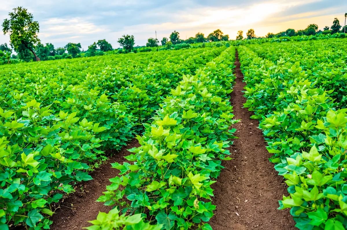 Cotton crop nutrition research by Navamitraa Agri Tech
